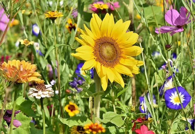 Guide d'achat des meilleures plantes d'intérieur urbaines