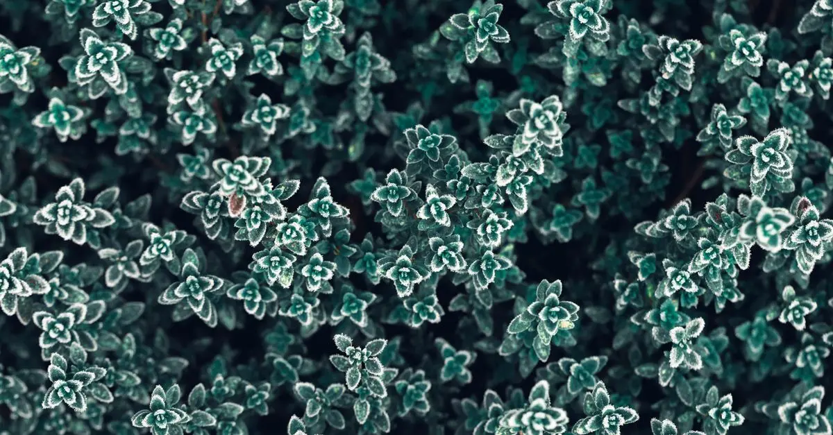 Plantes d'extérieur résistantes au froid