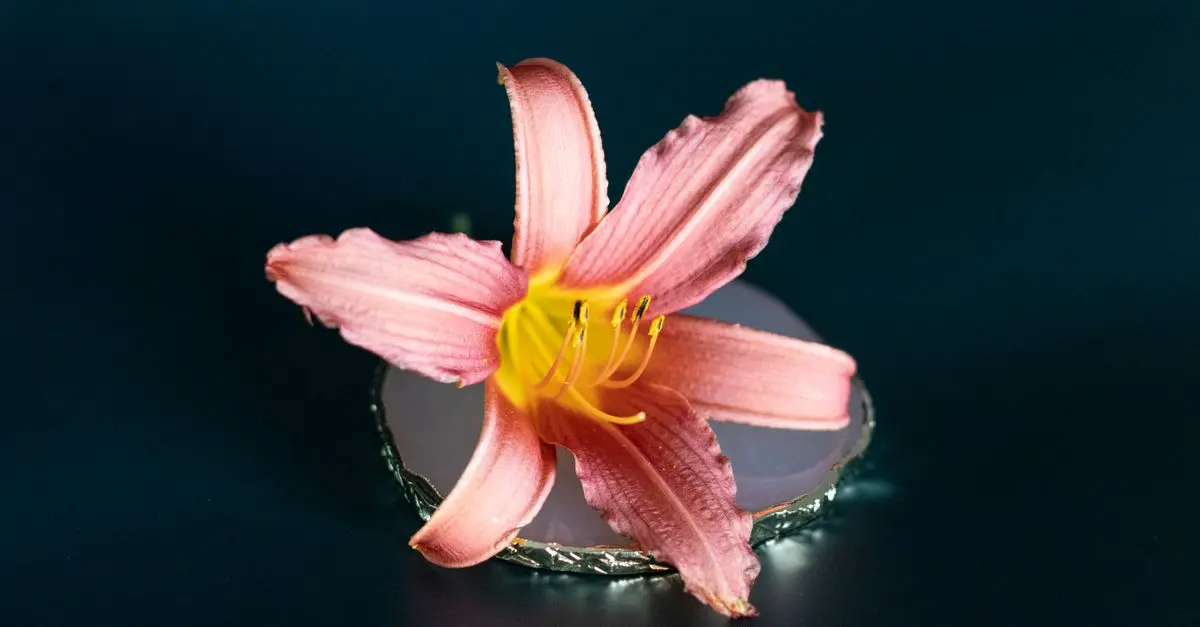 Les meilleures fleurs pour embellir votre salon