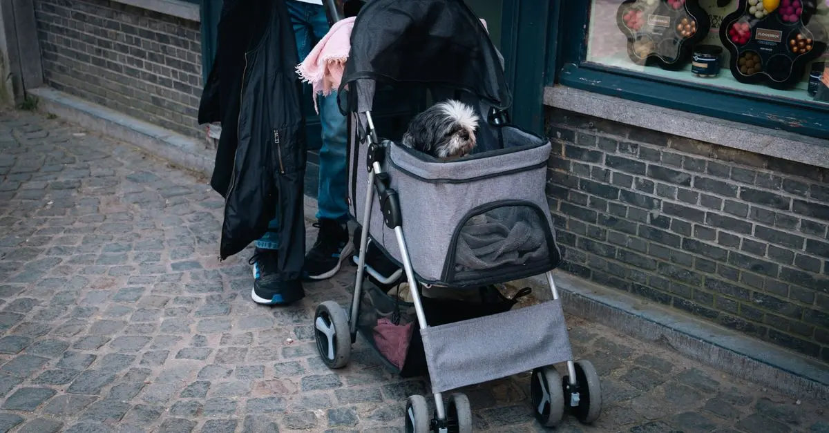 Promos Animaux Compagnie en Belgique : Optimisez votre Budget