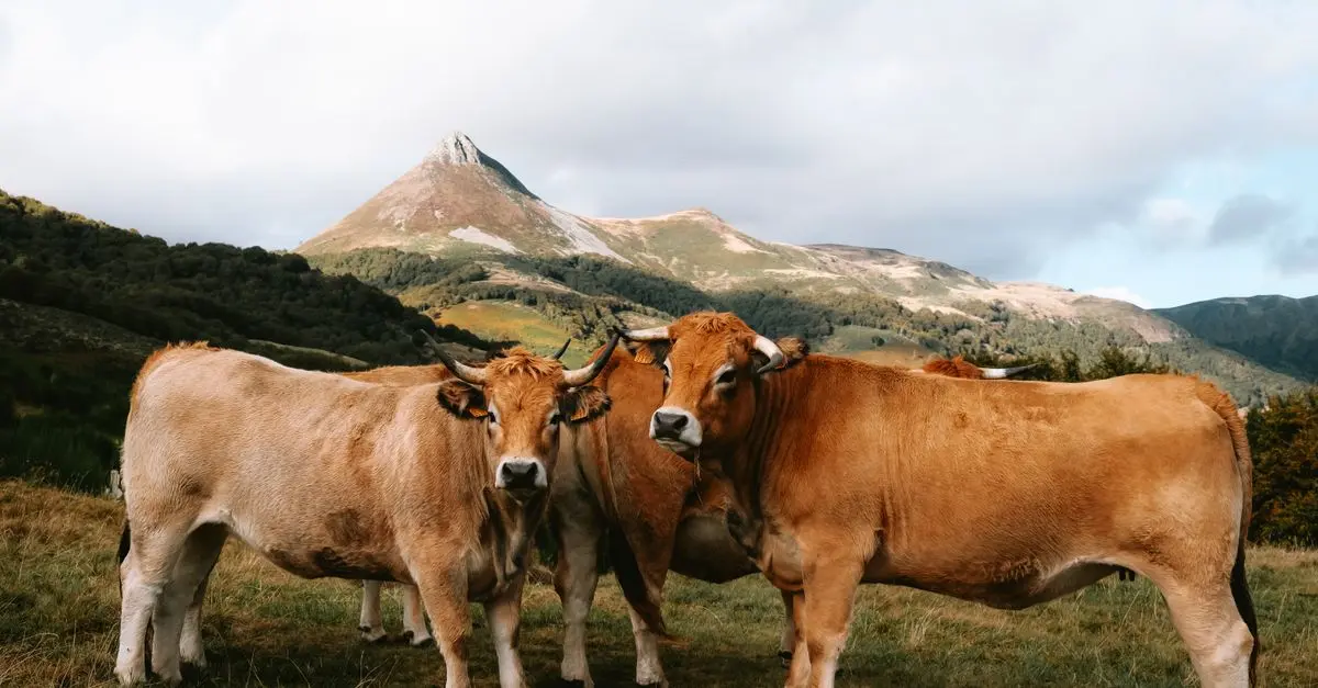 Équipements pour l'élevage bovin