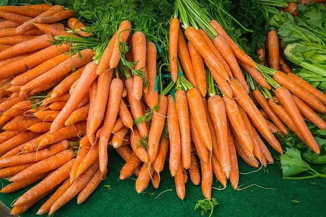 Guide d'achat complet des potagers urbains