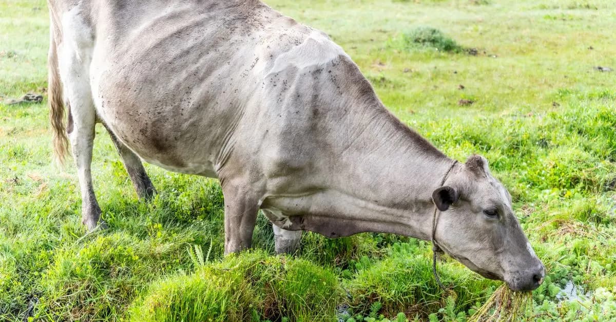 Guide d'Achat : Traitement des Maladies des Bovins